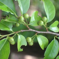 Margaritaria indica (Dalzell) Airy Shaw